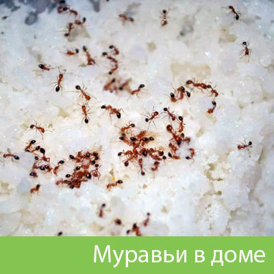 Муравьи в доме в Октябрьском